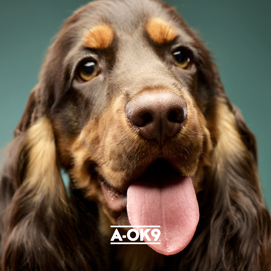 How Your Dog’s Brain Wellbeing, Gut Wellness and Training All Work Together