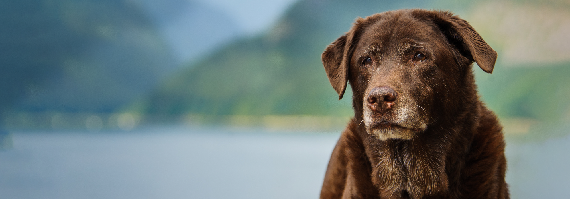 7 Signs Your Dog Is Getting Old (And What You Can Do About It)