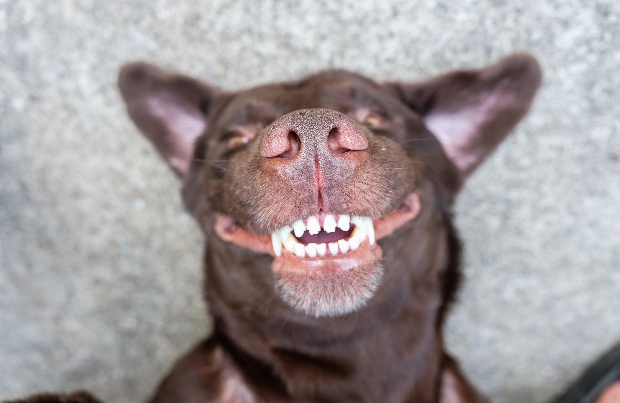 Feed these 7 ingredients for better canine dental health