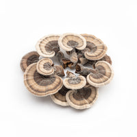 Turkey Tail