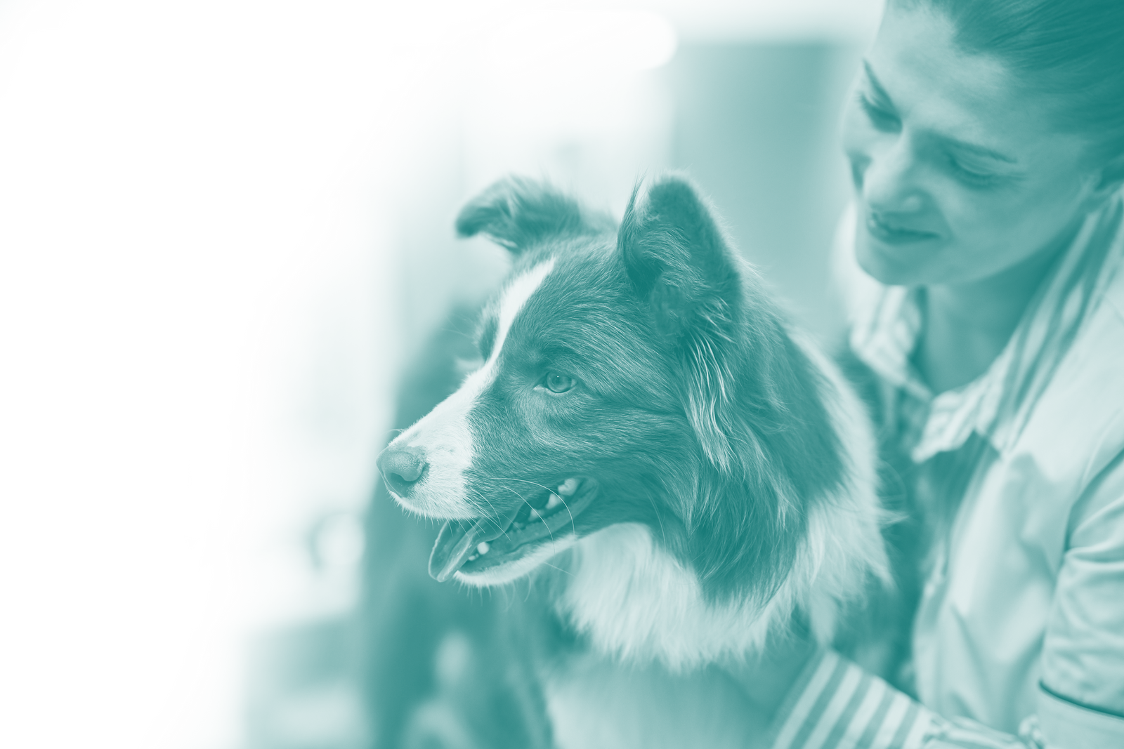 Vet approved illustration