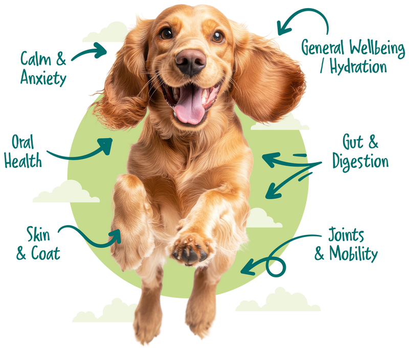 Healthy, Happy Dogs - Every Day