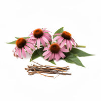 Immunity-Boosting Echinacea