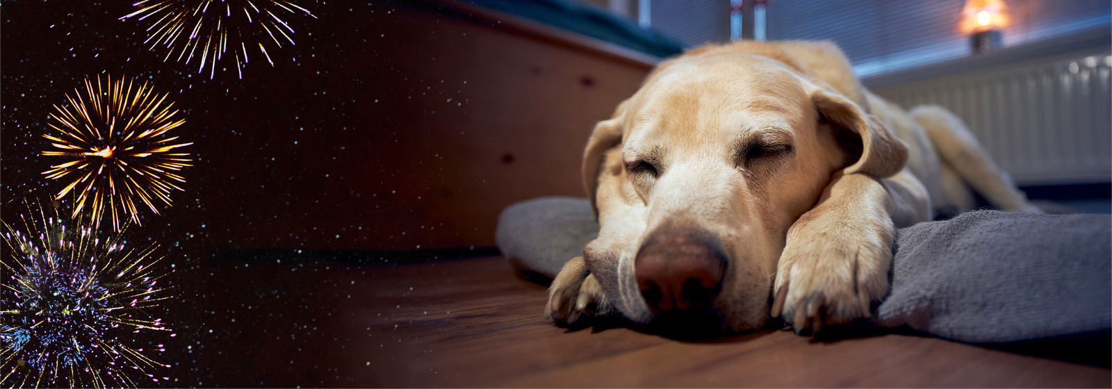 Bonfire Night Bliss: Soothing Solutions and Safety Strategies for Your Dog on Fireworks Night
