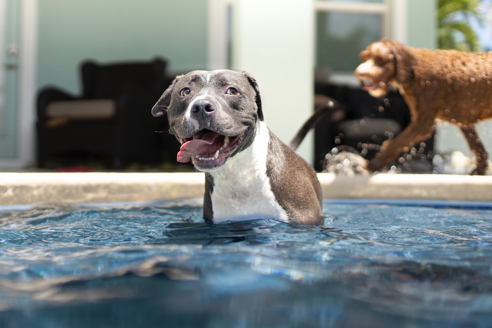 Cool-K9 Hacks for Mental Stimulation in a Heat Wave