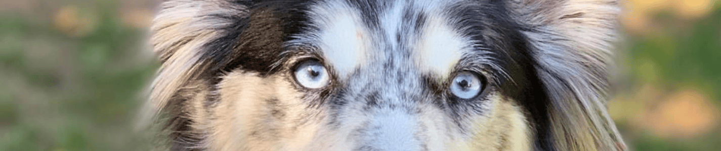 How Flexi-K9 Max Strength Gave Kiss Her Spark Back