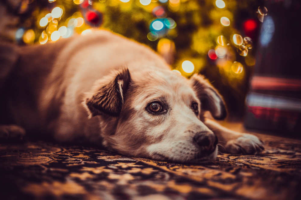 Festive Tummy Troubles!