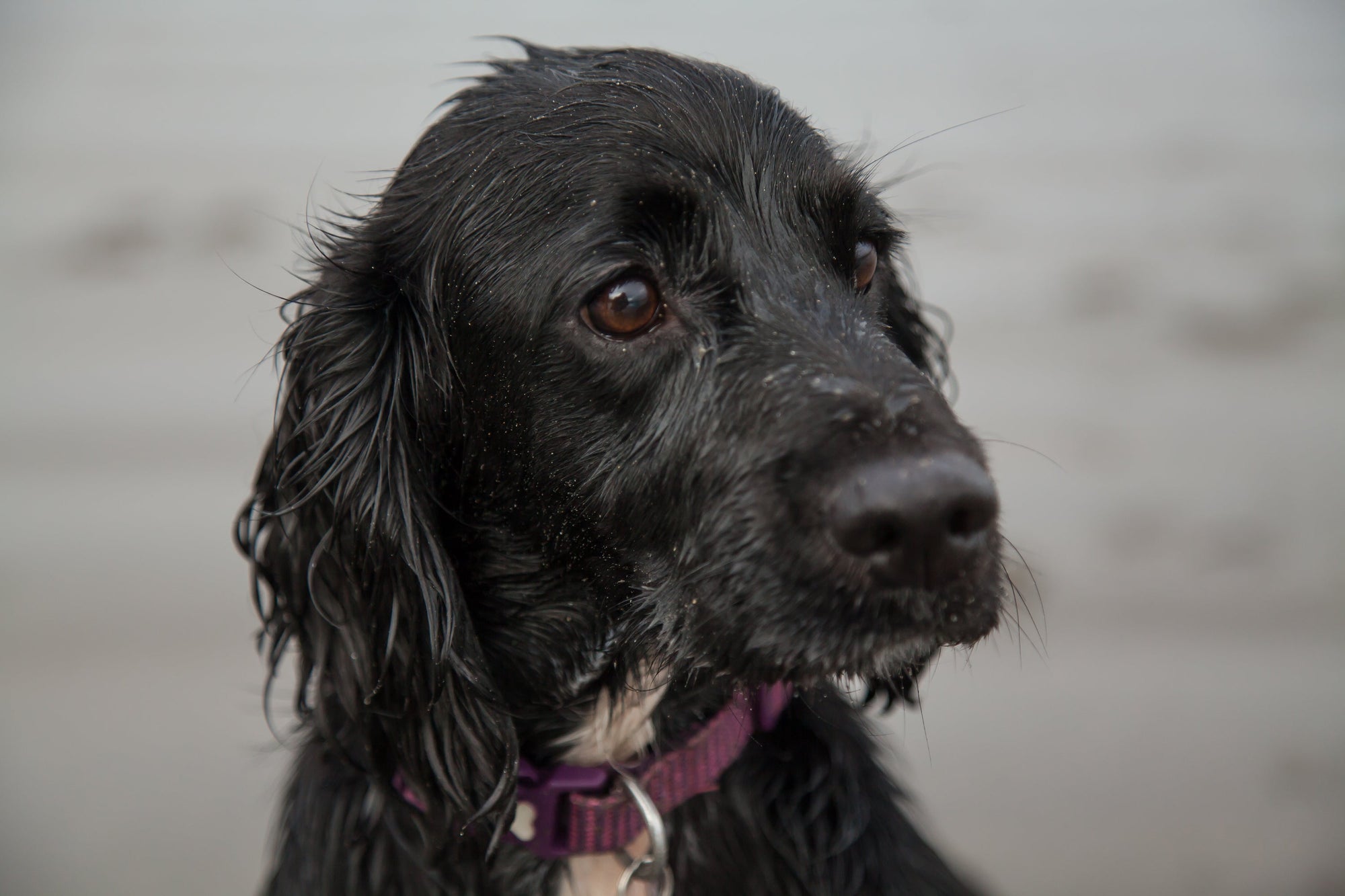 Mabel Learned She Didn’t Need To Get Involved With Every Dog On Her Walk!