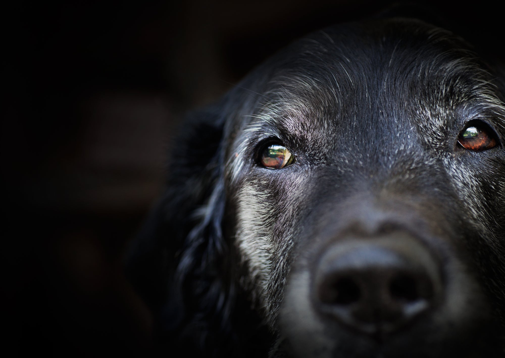 7 Must Feed Ingredients for your Senior Dog’s Health!