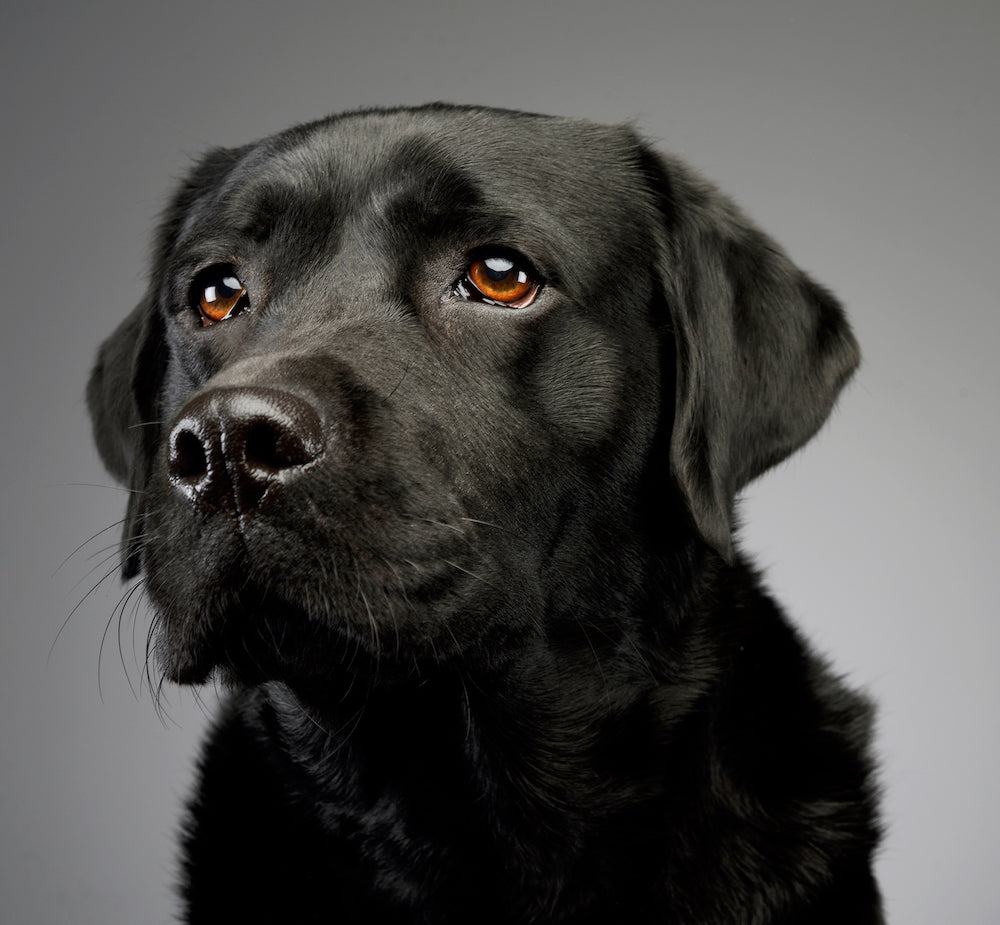 Case Study: Castle's Transformation with Calm-K9