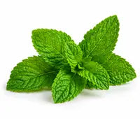 Antimicrobial Peppermint Oil