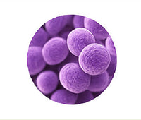 Enterococcus Faecium