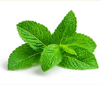 Lemon Balm Extract