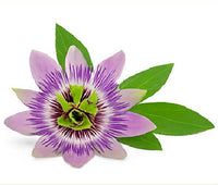 Passiflora Incarnata