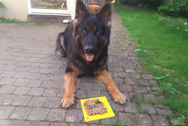 <p>We use our Calm Mat all the time, to feed Quincy his raw, for fruit/ kefir, we pop them in the freezer for a long-lasting passive calming activity, or we mix his A-OK9 supplements in with the food and simply smear it on a Calm Mat.</p>