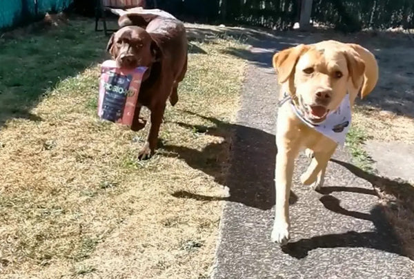 <p>Happy gut<br/>A great product to keep my dogs' bellys happy and healthy</p><p>:)<br/></p>