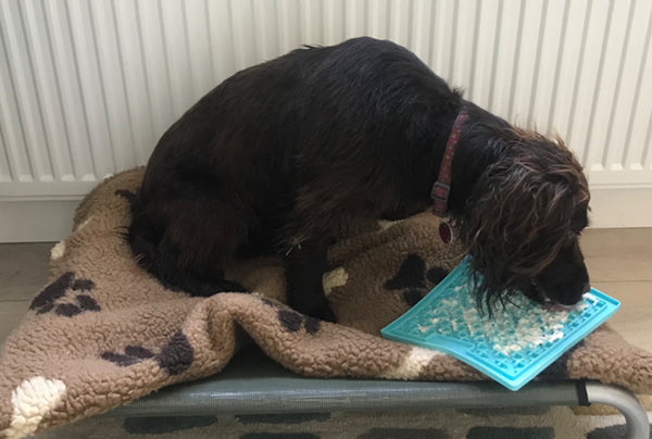 <p>My very busy and fast-working Cocker Spaniel has become a different dog - she's still fast and busy when aroused but is now calm and chilled between her<br/>moments of madness!</p>