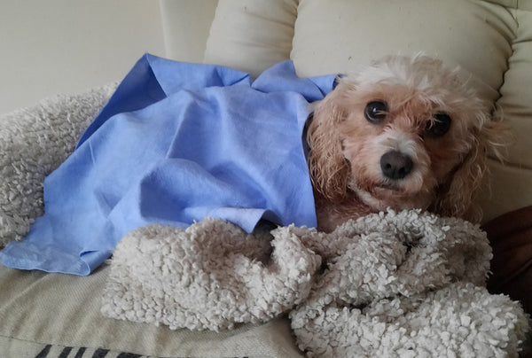 <p>Loved it<br/>My first thought was it's not big enough - I like to wrap my dog's in a towel after a bath. HOWEVER, it was so absorbent it was better and has come in very handy generally.</p>