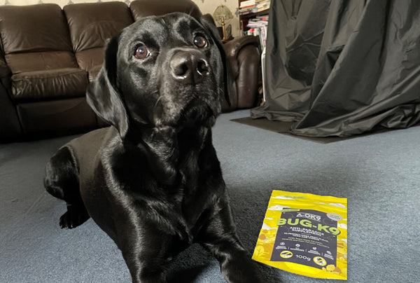 <p>I really wanted to get my allergy- prone dog off chemical parasite control. He has a dose of Bug each morning with yoghurt - and he isn't sick afterwards like he was with monthly worming and flea treatments that he used to have.</p>