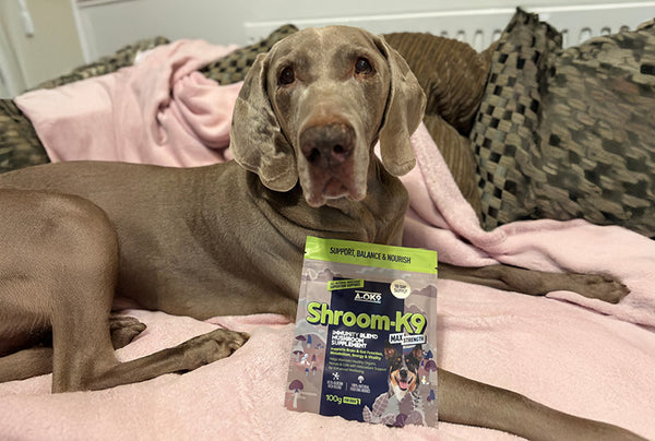 <p>Shroomtastic</p><p>Have just received my first order of Shroom. So far my dog is lapping it up with his other supplements now he has fresh foods. He has no idea he is having it.</p>