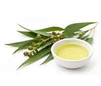 Eucalyptus