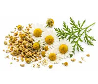 Chamomile Extract