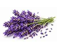 Lavender Oil