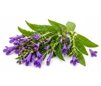 Skullcap Extract