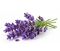 Lavender Oil