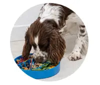 Enriching Mealtimes for Every Dog