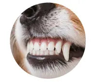 Supports Oral Health