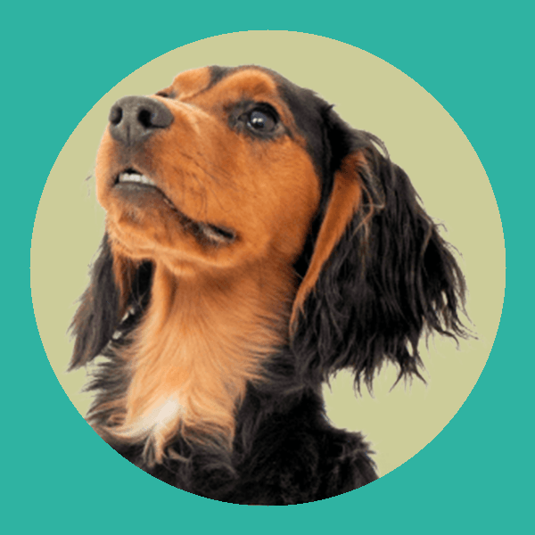 KILIN Dog Lick Pad,Boredom & Anxiety Reducer,Snuffle Mat for Dogs