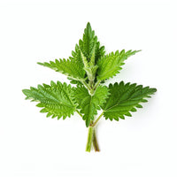 Nettle